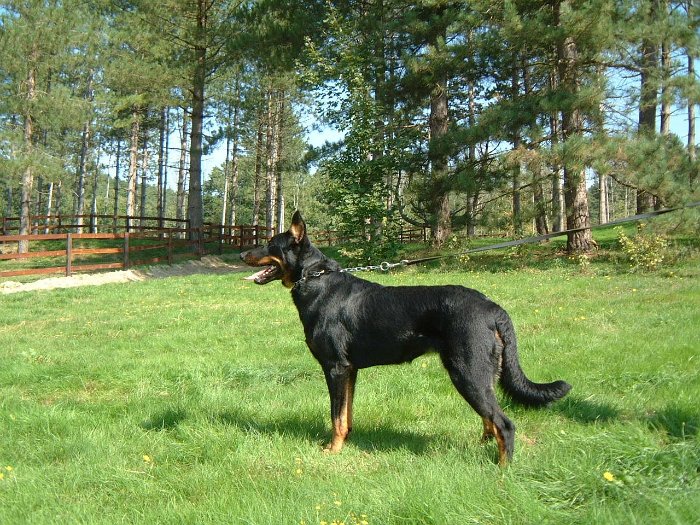 Birmane De Montclea (14)